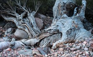 arkaroola art adventures